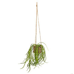 Candlelight Spider Plant in Rattan Basket with Rope Hanger