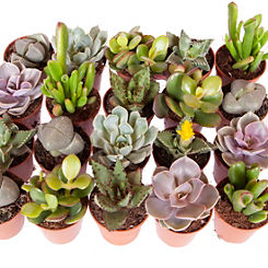 Indoor Succulents Mix 6 x 5.5 cm Plants
