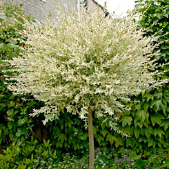 You Garden 1 Metre Standard Salix ’Flamingo Willow’ Tree in a 3 Litre Pot