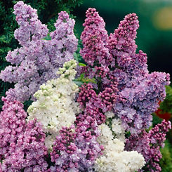 You Garden 3 Fragrant Lilac Collection Plants in Pots