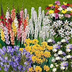 You Garden 300 Summer Bulb Collection in 7 Varieties