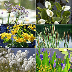 You Garden Collection of 6 Pond Plants in 9 cm Pots - Ready To Plant