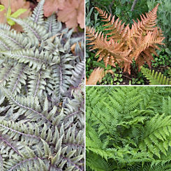 You Garden Colourful Hardy Fern Collection