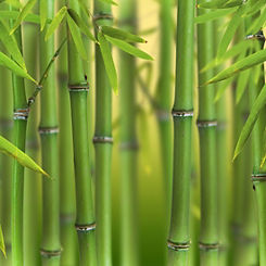 You Garden Green Bamboo Phyllostyachys Bissetii Potted Plant in 3L Pot