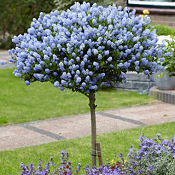 You Garden Hardy Ceanothus Standard Californian Lilac in a 3 Litre Pot