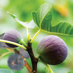 You Garden Hardy ’Brown Turkey’ Fig Plant in 2 Litre Pot