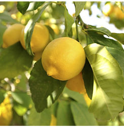 You Garden Lemon Tree in 6 Litre Pot