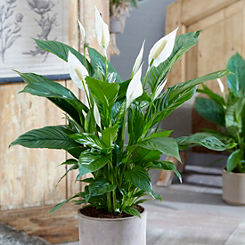 You Garden Peace Lily Spathiphyllum - Sweet Silver Houseplant