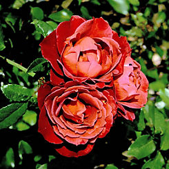 You Garden Rose ’Hot Chocolate’ (3L Potted)