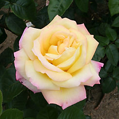 You Garden Rose ’Peace’ (3L Potted)