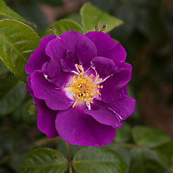 You Garden Rose ’Rhapsody in Blue’ (3L Potted)
