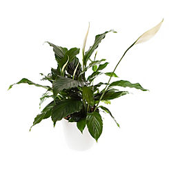 You Garden Spathiphyllum Peace Lily with White Pot