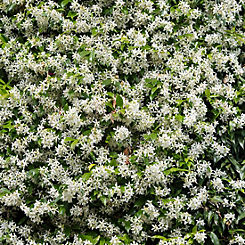 You Garden Trachelospermum Jasminoides 2L Pot