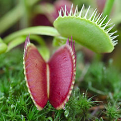 You Garden Venus Fly Trap Plant ’Dionaea Muscipula’