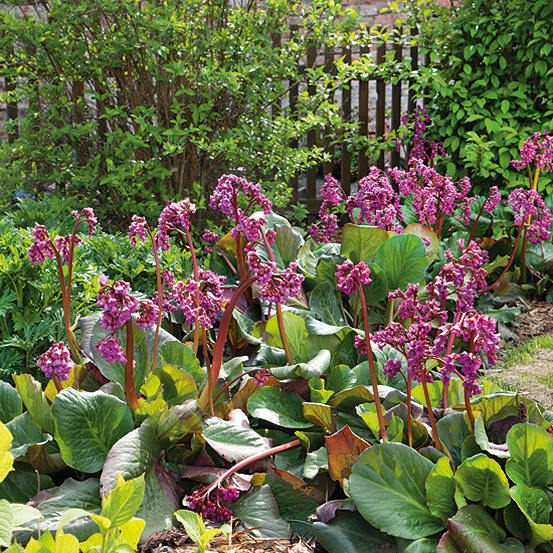 Bergenia Cordifolia Overture Grattan