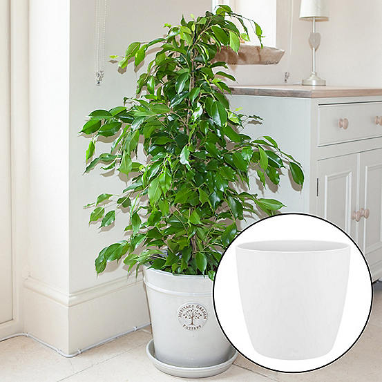 You Garden Ficus Benjamina Exotica with White Pot