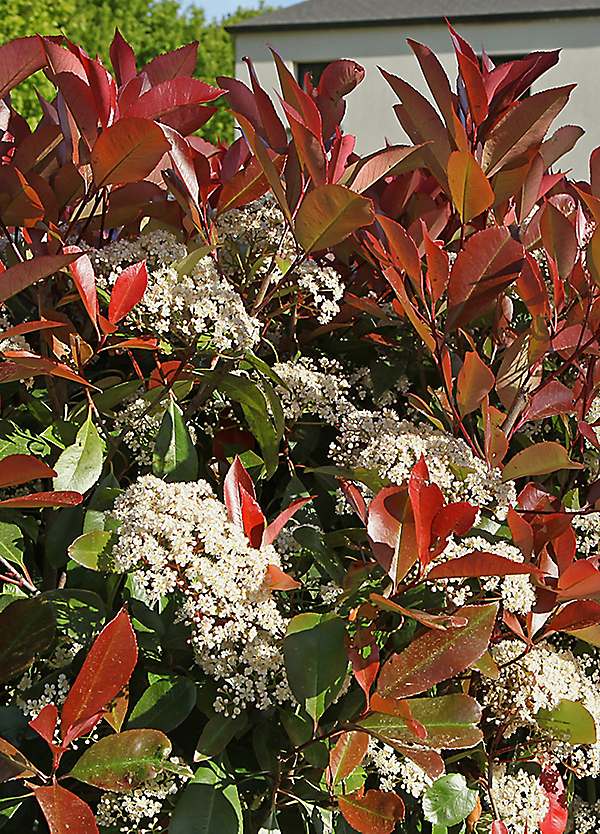 Photinia Little Red Robin 2L Pot | Grattan